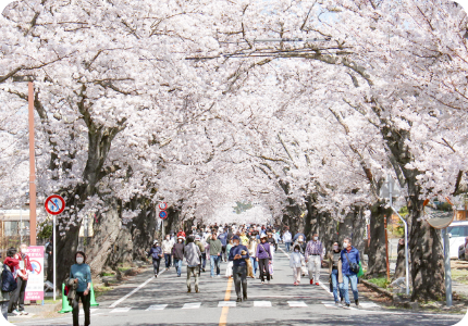 桜並木写真